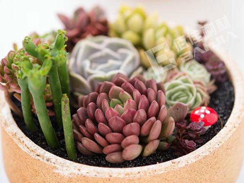 環(huán)保陶土花盆